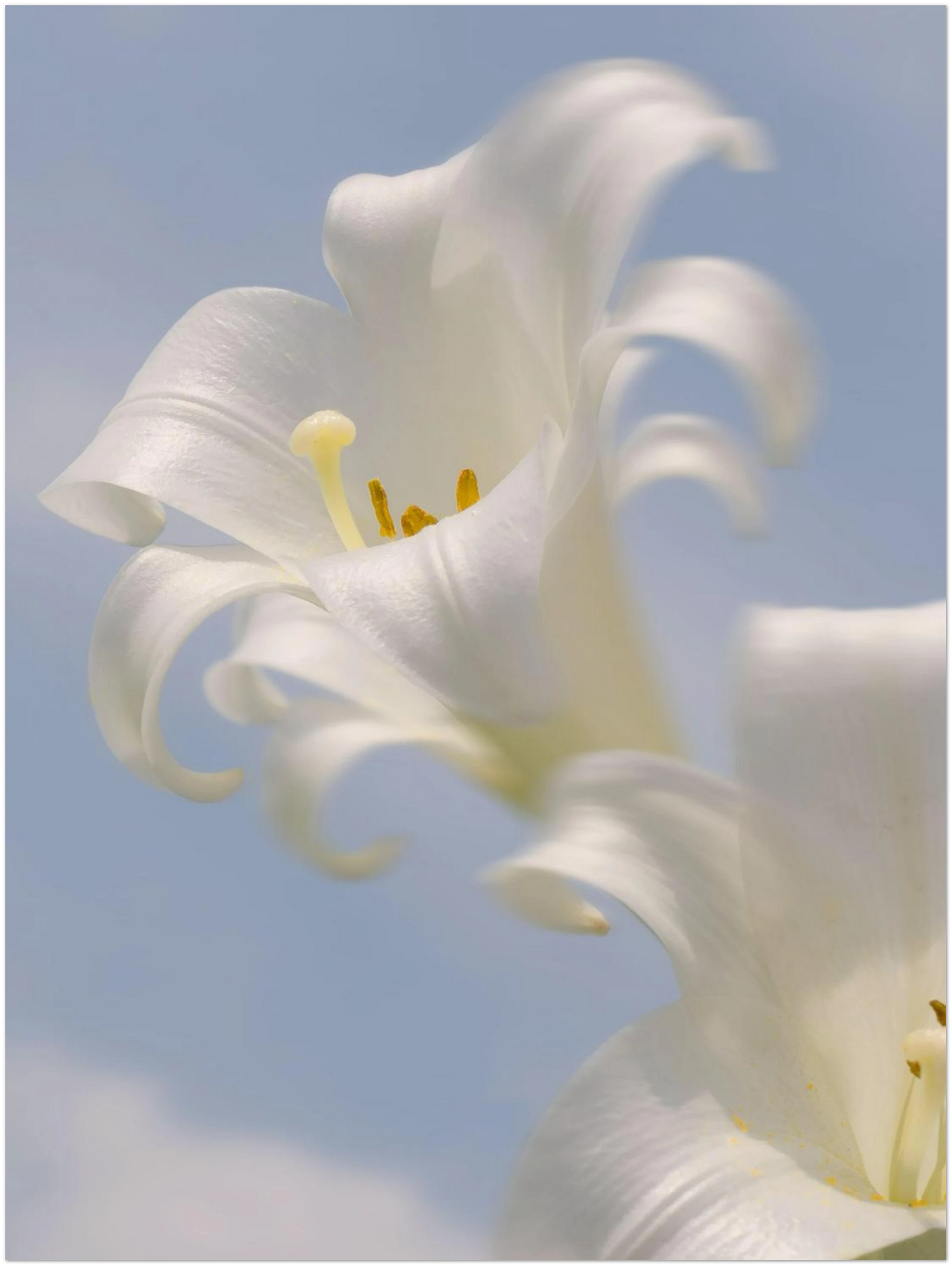Ethereal White Lily Wall Art Print