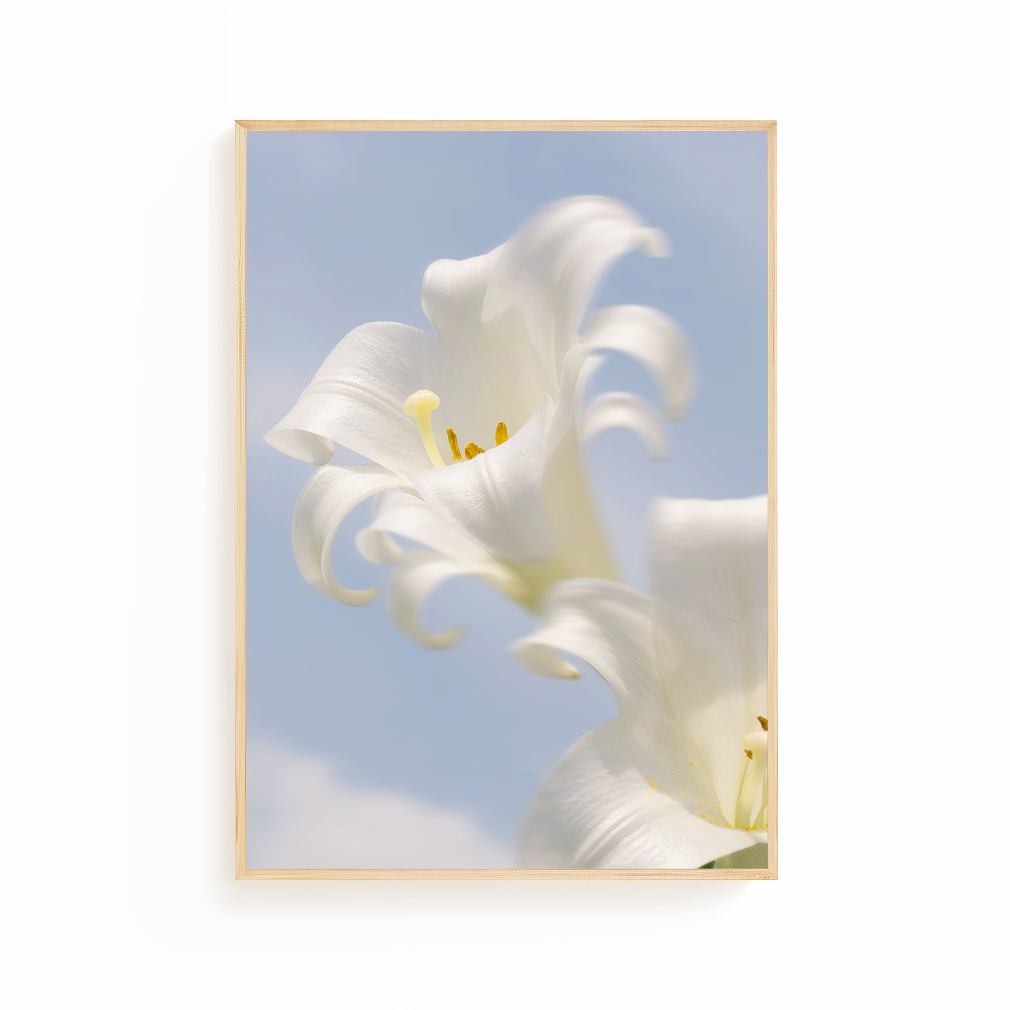 Ethereal White Lily Wall Art Print