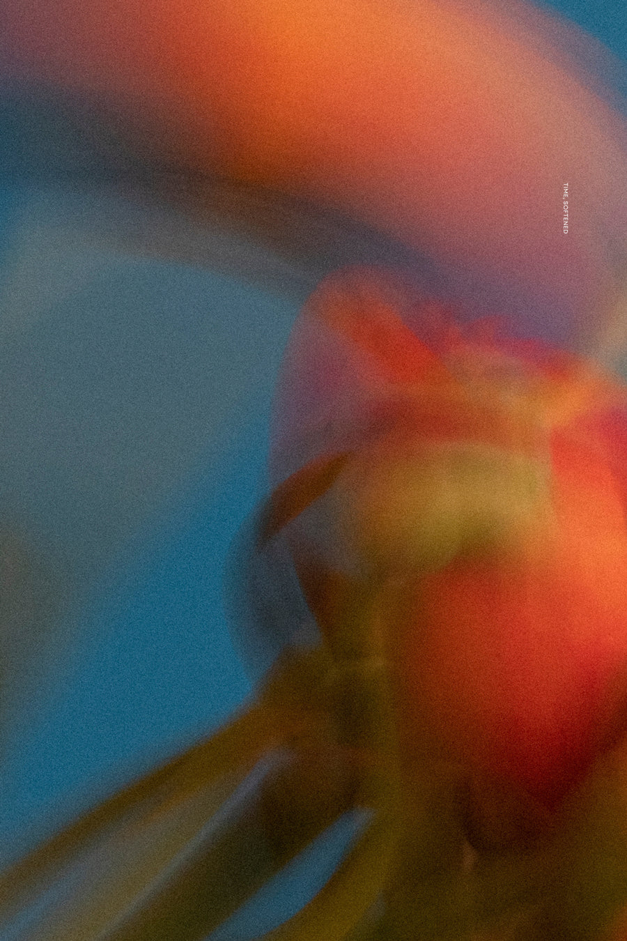Time Softened (Digital Wall Art)